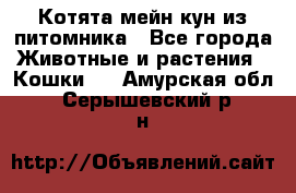 Котята мейн-кун из питомника - Все города Животные и растения » Кошки   . Амурская обл.,Серышевский р-н